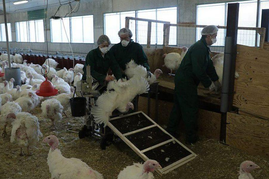 Using an AI chair for turkey artificial insemination