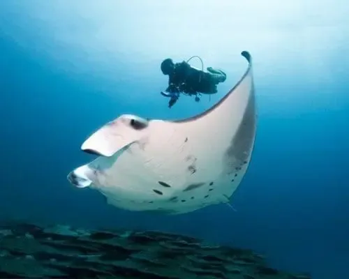 Pregnant manta rays provide proof of first contactless underwater ultrasound scanner