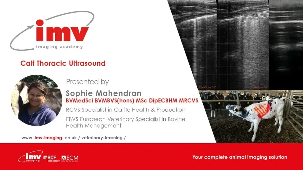 Webinar : Thoracic Ultrasonography in Calves