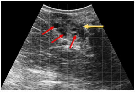 Ultrasonographybovineovary2